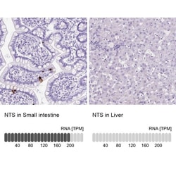 Neurotensin Antibody, Novus Biologicals 25 &mu;L, Unlabeled:Antibodies,